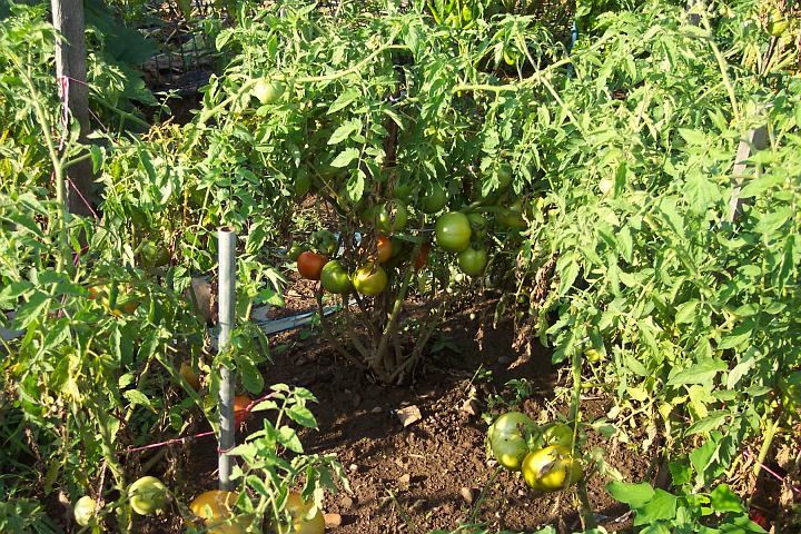 My tomatoes 107.jpg